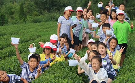 中國(guó)童子軍青島夏令營(yíng)—采茶